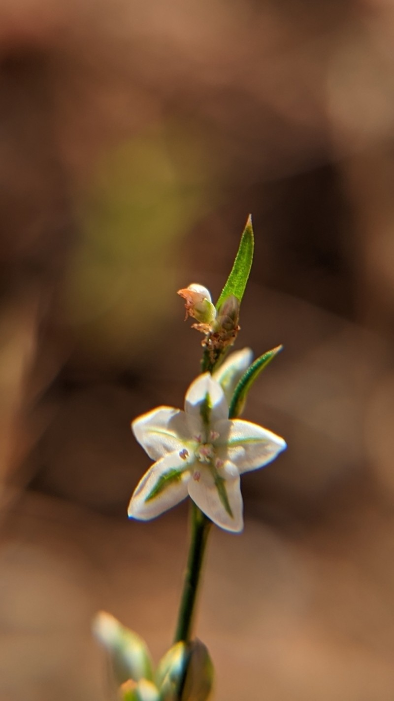 Polygonum utahense