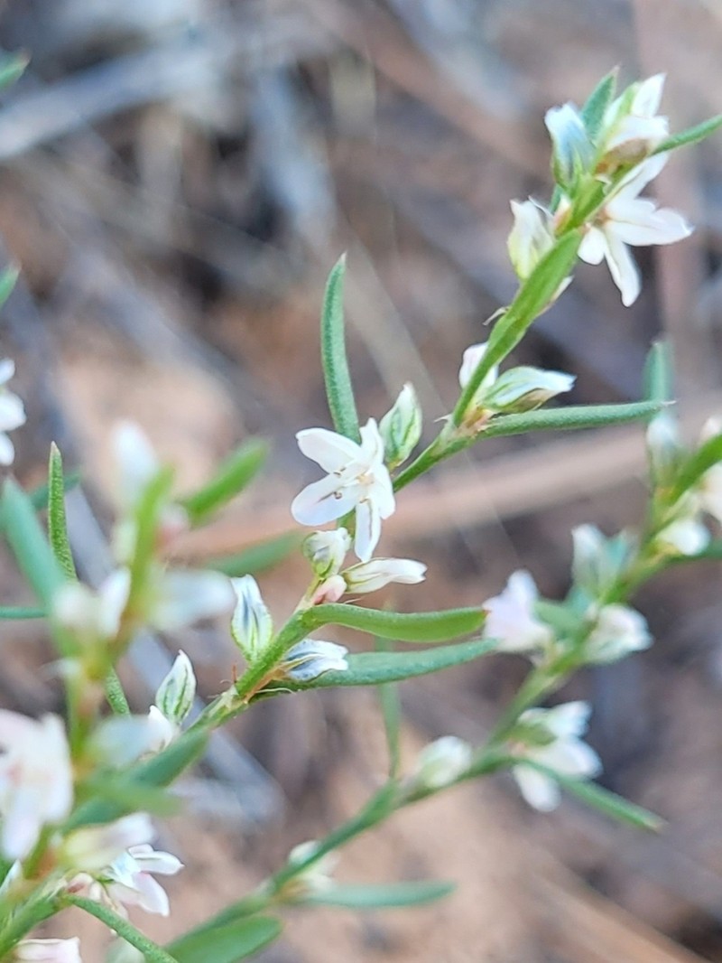 Polygonum utahense photo 2