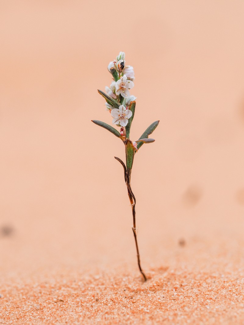 Polygonum utahense photo 3