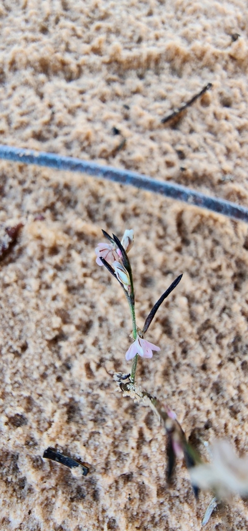 Polygonum utahense photo 4