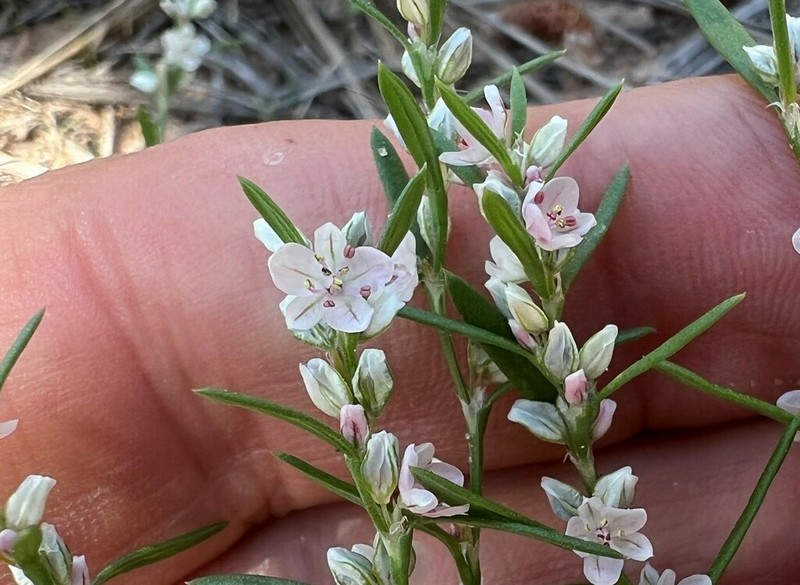 Polygonum utahense photo 5