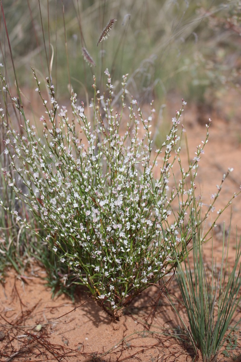 Polygonum utahense photo 6