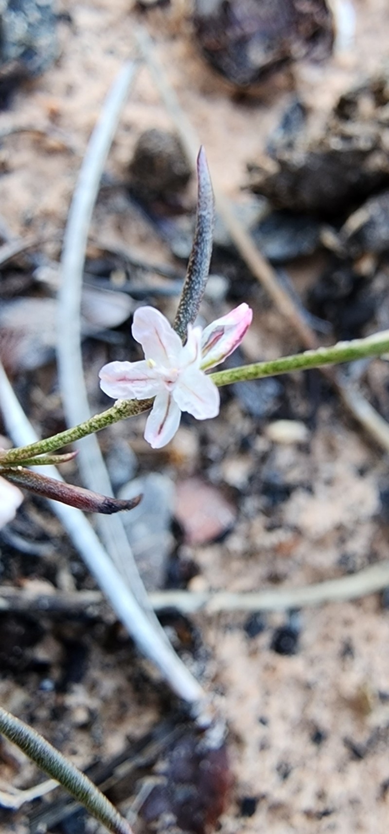 Polygonum utahense photo 7