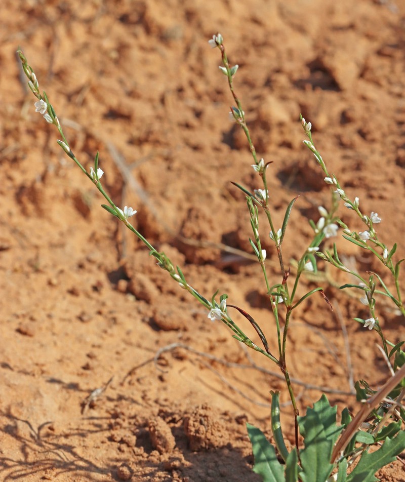 Polygonum utahense photo 8