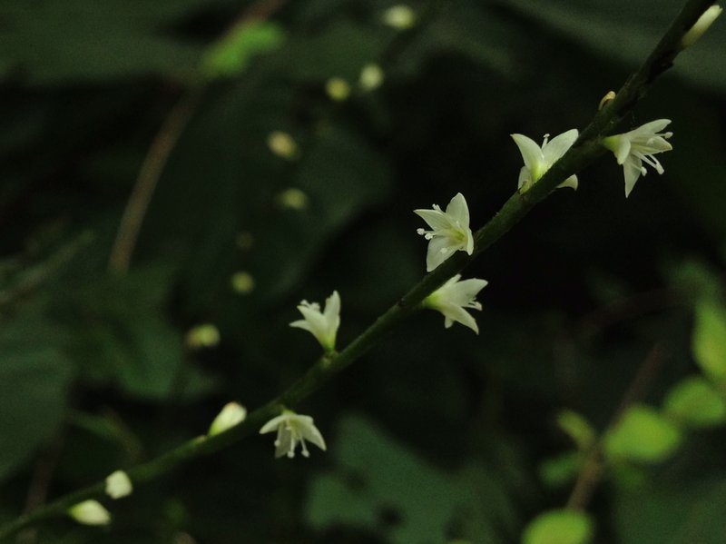 Jumpseed photo 4