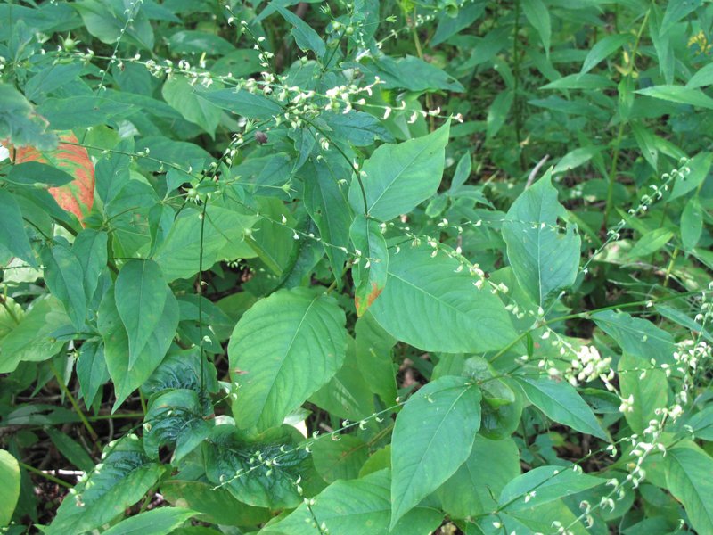 Jumpseed photo 5