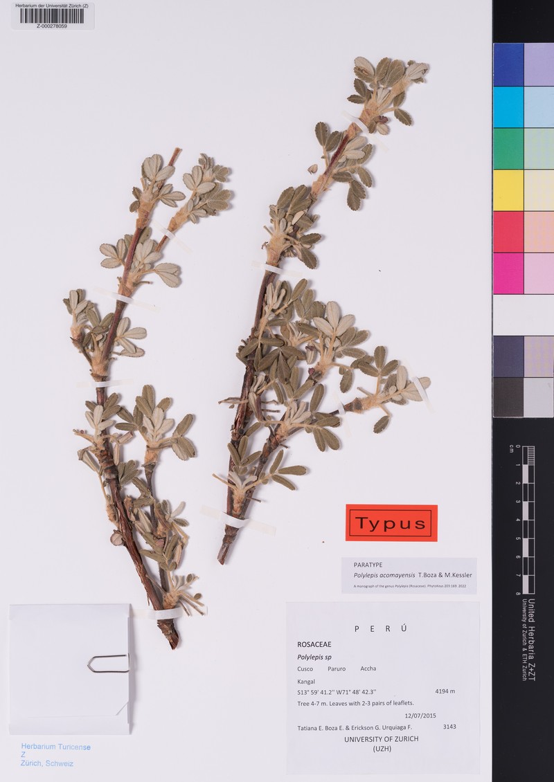 Polylepis acomayensis