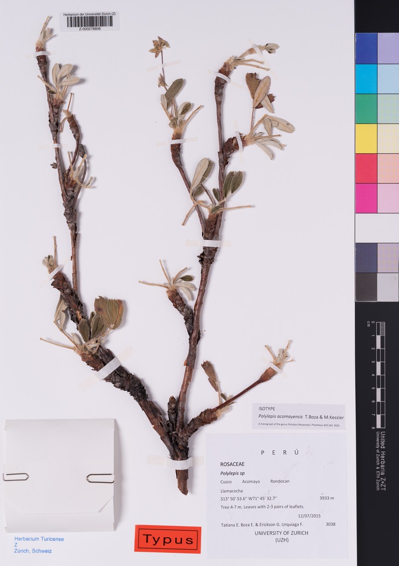 Polylepis acomayensis photo 2