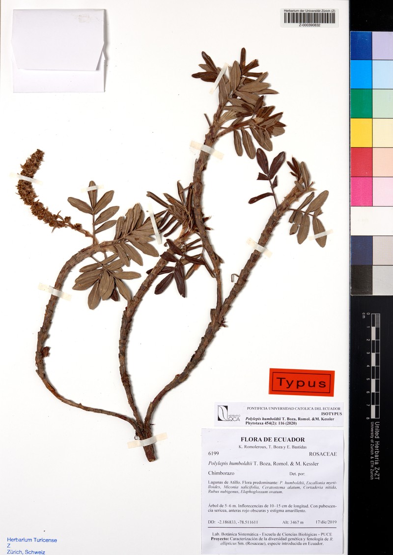 Polylepis humboldtii