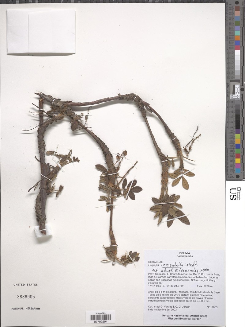 Polylepis incanoides
