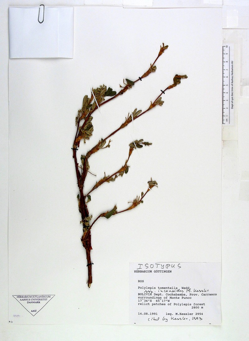 Polylepis incanoides photo 2