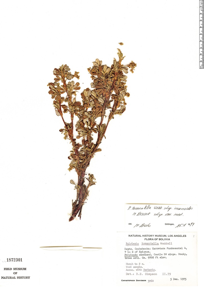 Polylepis incanoides photo 3