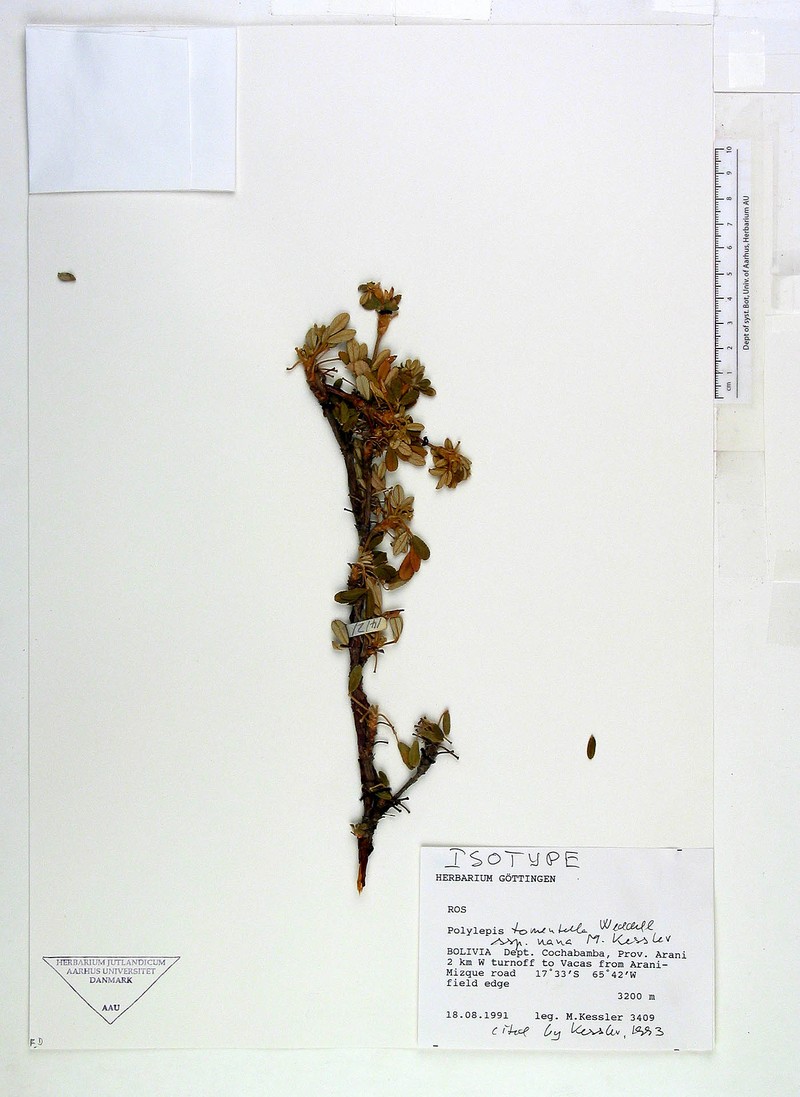 Polylepis nana