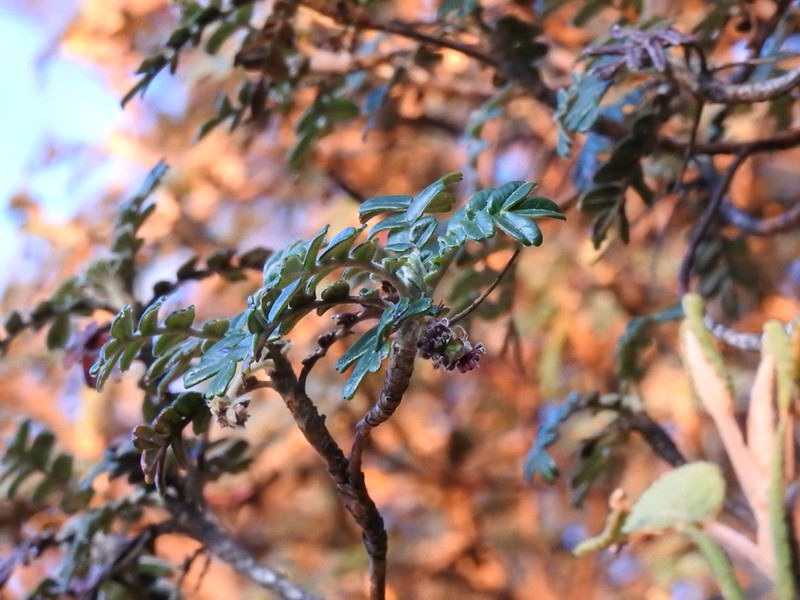 Polylepis occidentalis photo 2
