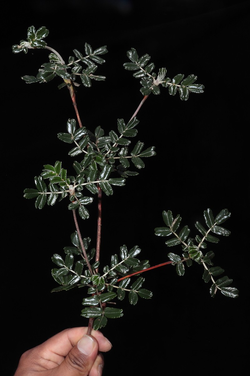 Polylepis occidentalis photo 3