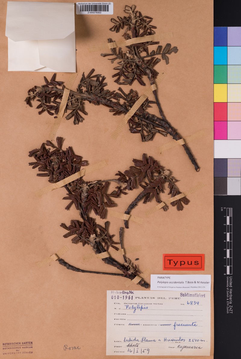 Polylepis occidentalis photo 4