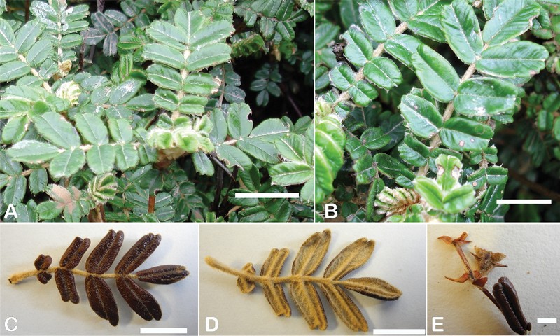Polylepis occidentalis