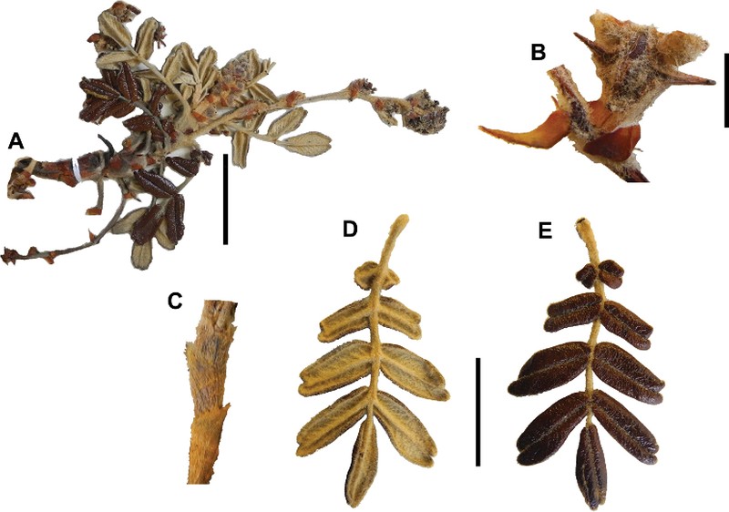 Polylepis occidentalis photo 5