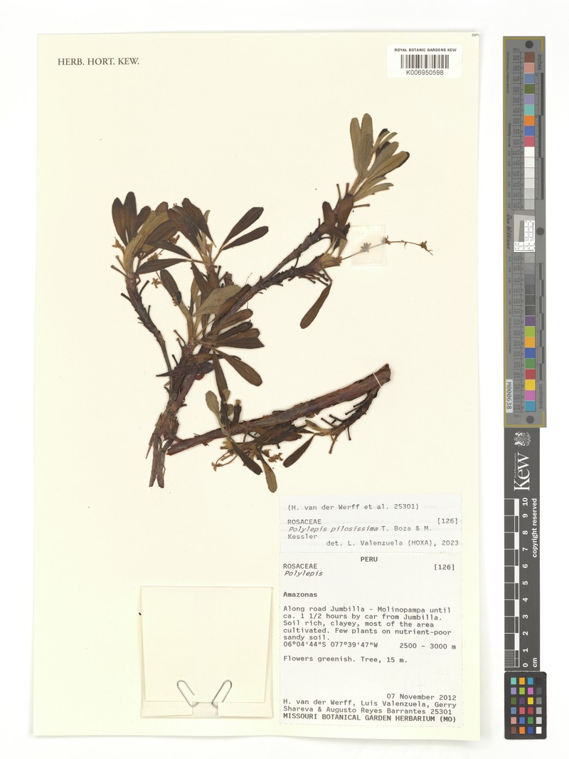 Polylepis pilosissima