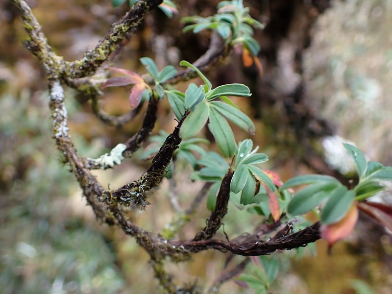 Polylepis rodolfo-vasquezii