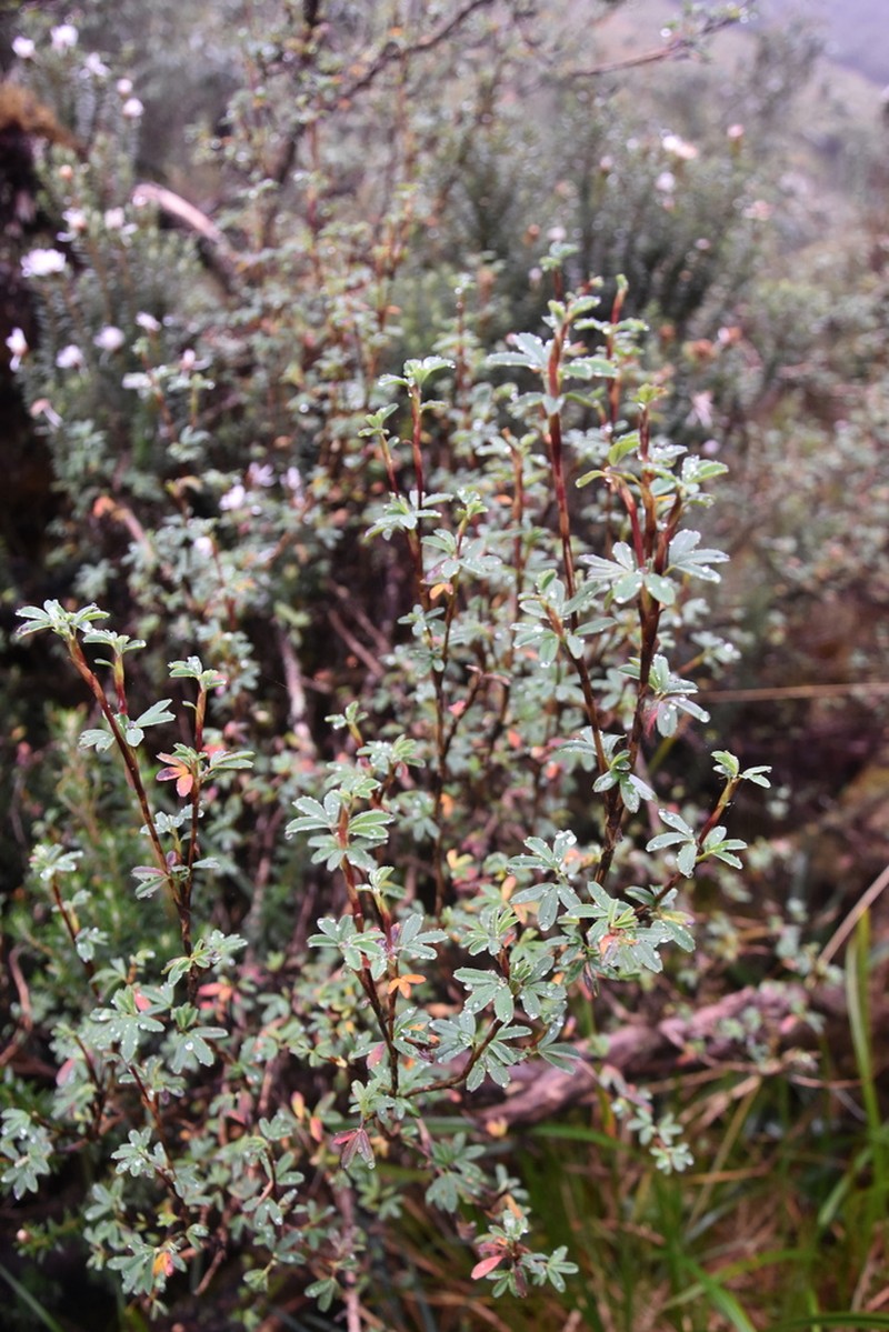 Polylepis rodolfo-vasquezii photo 2