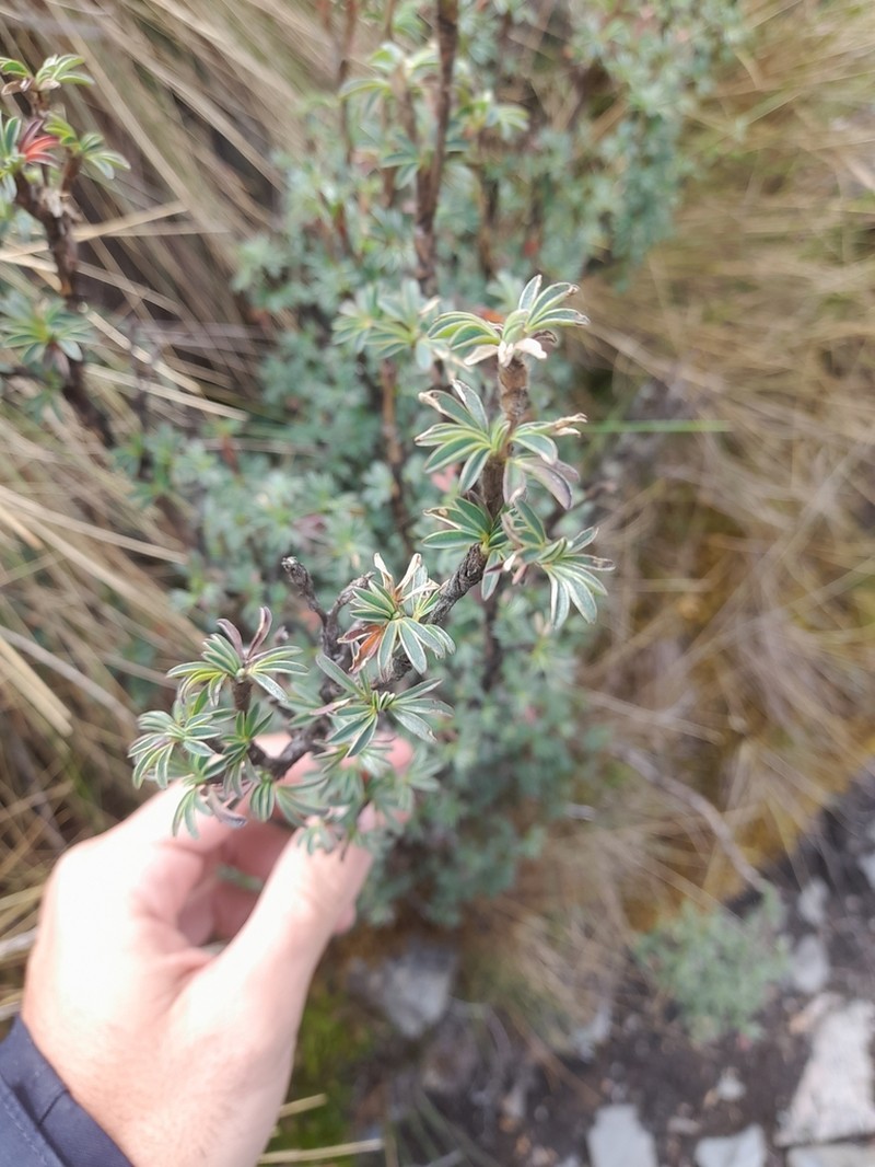 Polylepis rodolfo-vasquezii photo 3