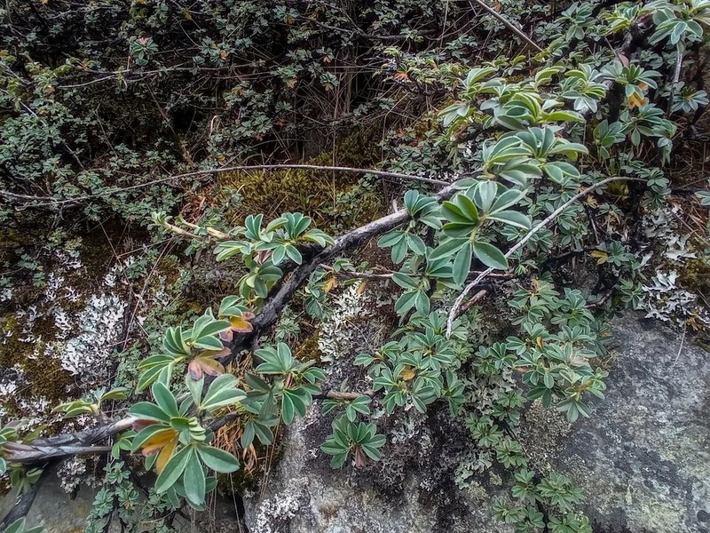 Polylepis rodolfo-vasquezii photo 5