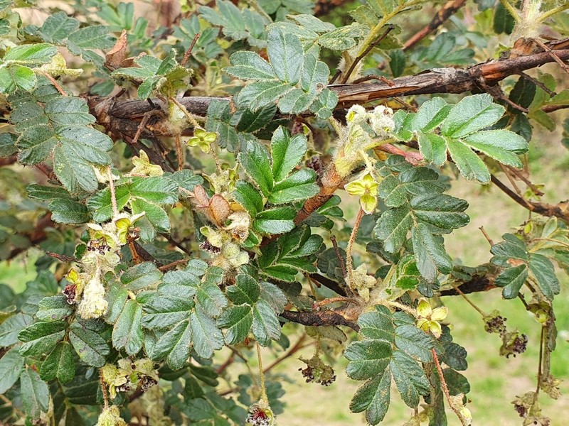 Polylepis sacra