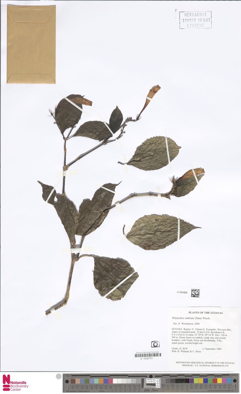 Polylychnis radicans