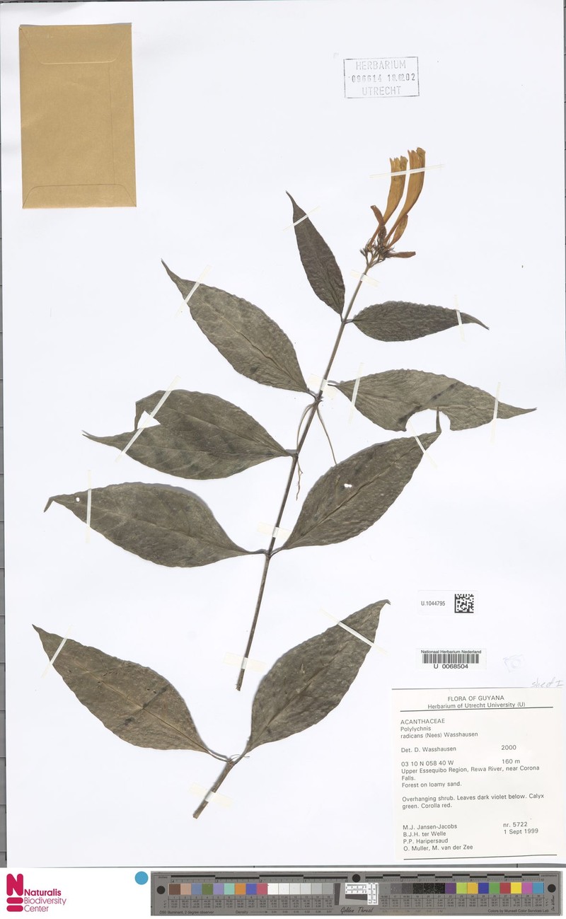 Polylychnis radicans photo 2