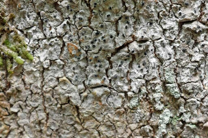Polymeridium Lichen