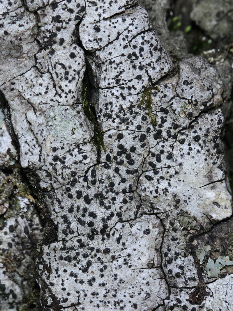 Polymeridium Lichen photo 3