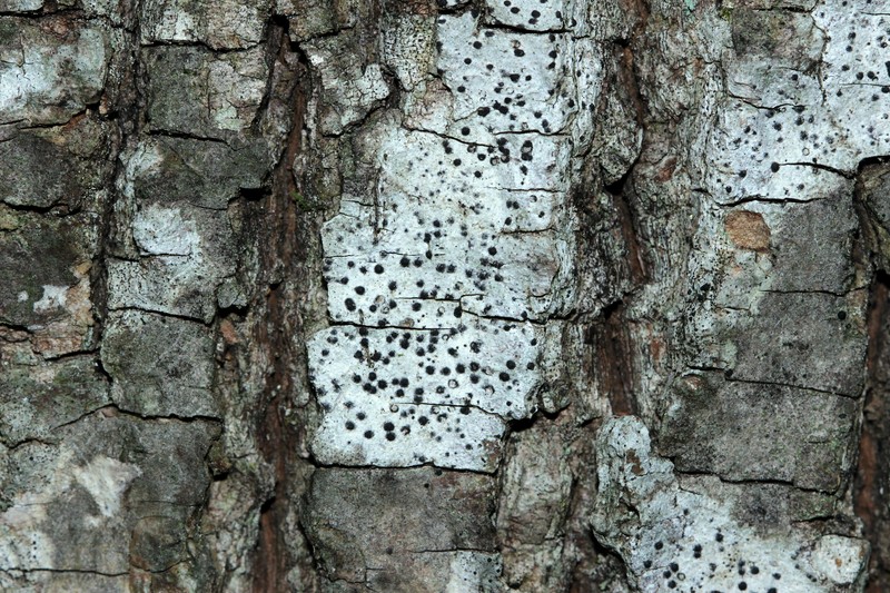 Polymeridium Lichen photo 4