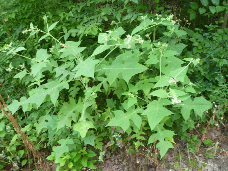 Whiteflower Leafcup photo 5
