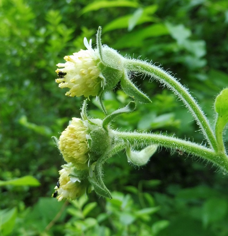 Whiteflower Leafcup photo 6