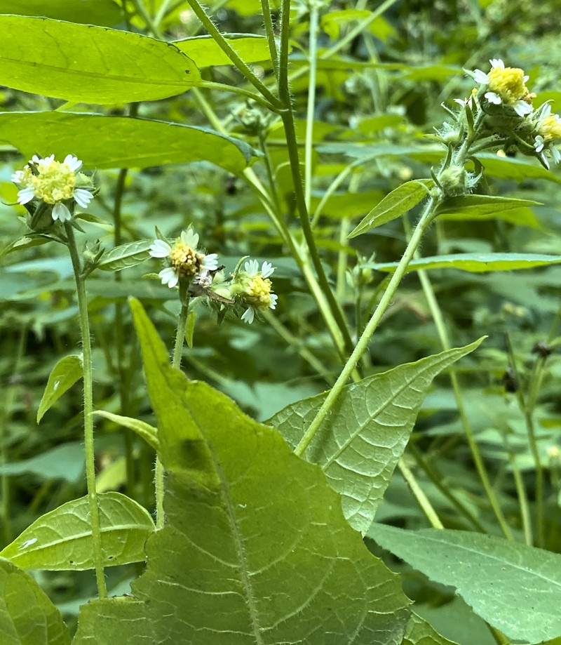 Whiteflower Leafcup photo 3