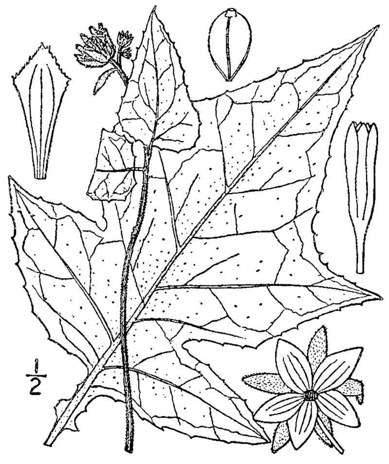Whiteflower Leafcup