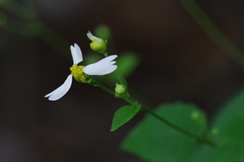 Cossatot Mountain Leafcup