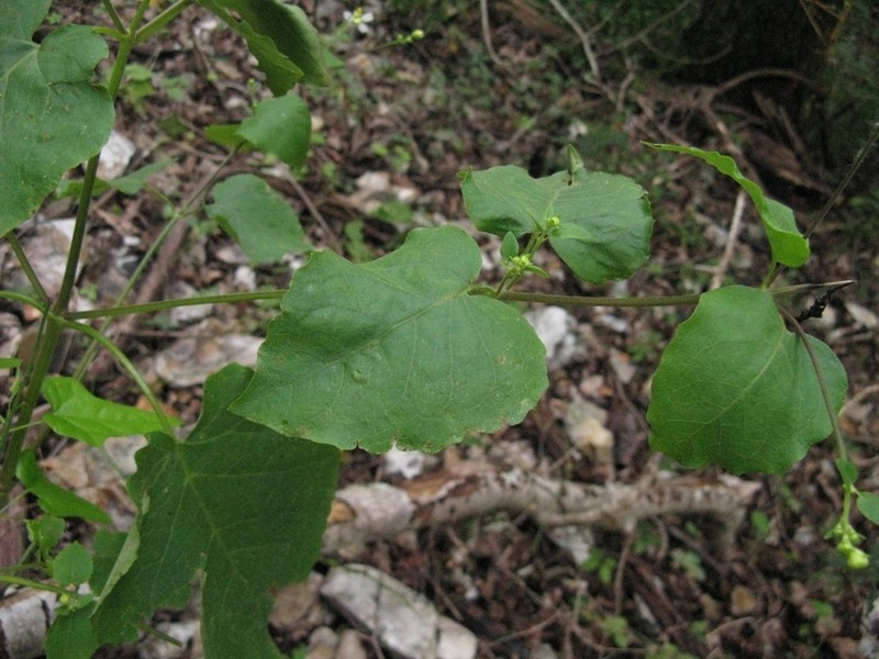 Cossatot Mountain Leafcup photo 2
