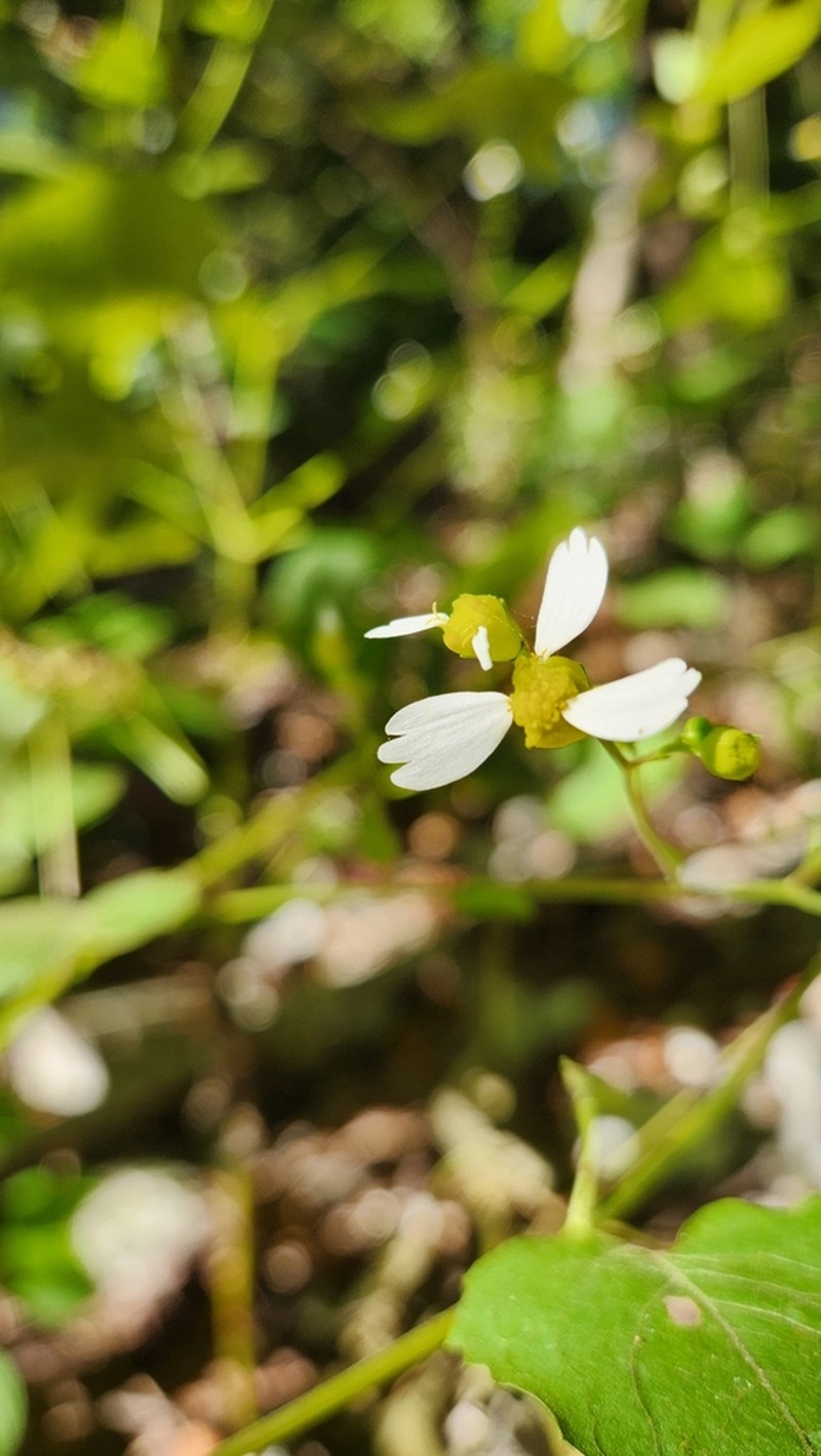 Cossatot Mountain Leafcup photo 3