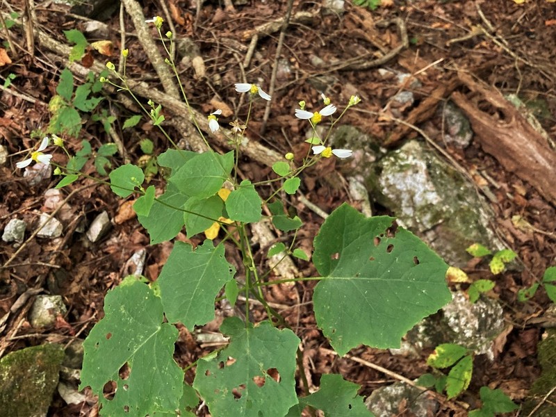 Cossatot Mountain Leafcup photo 6
