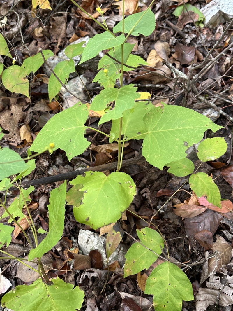 Cossatot Mountain Leafcup photo 7