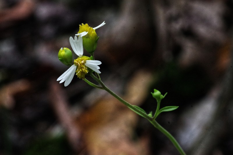 Cossatot Mountain Leafcup photo 8