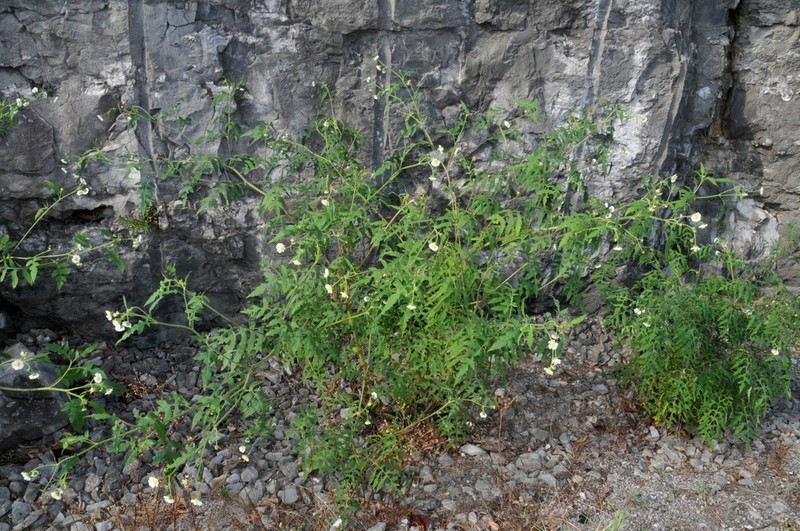 Beck's Leafcup photo 2