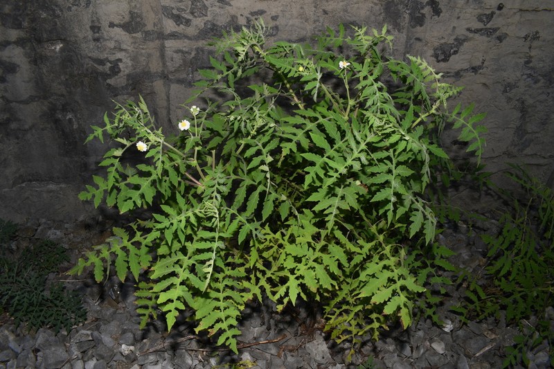Beck's Leafcup photo 3