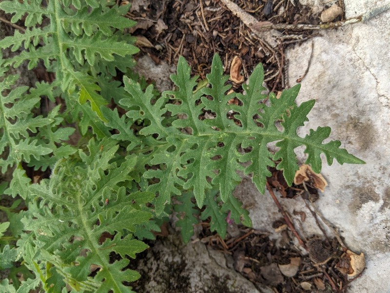 Beck's Leafcup photo 4