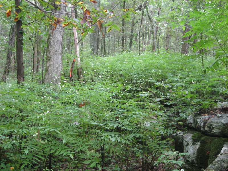 Beck's Leafcup photo 5