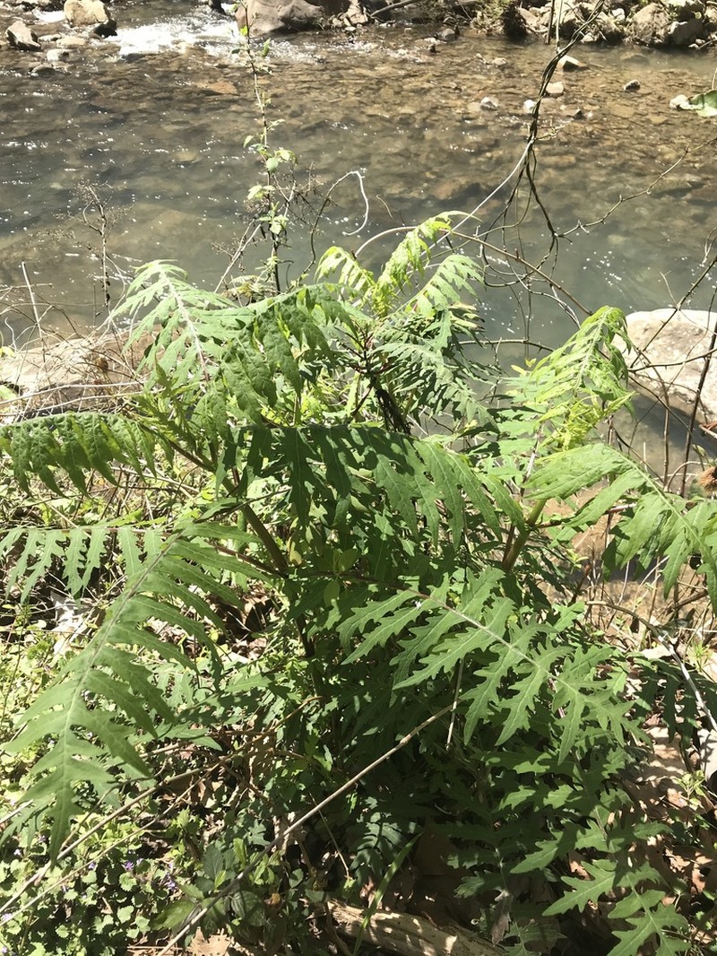 Beck's Leafcup photo 6