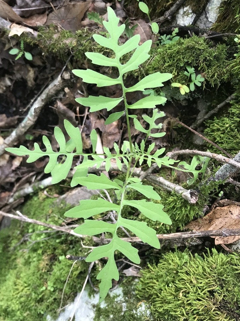Beck's Leafcup photo 7