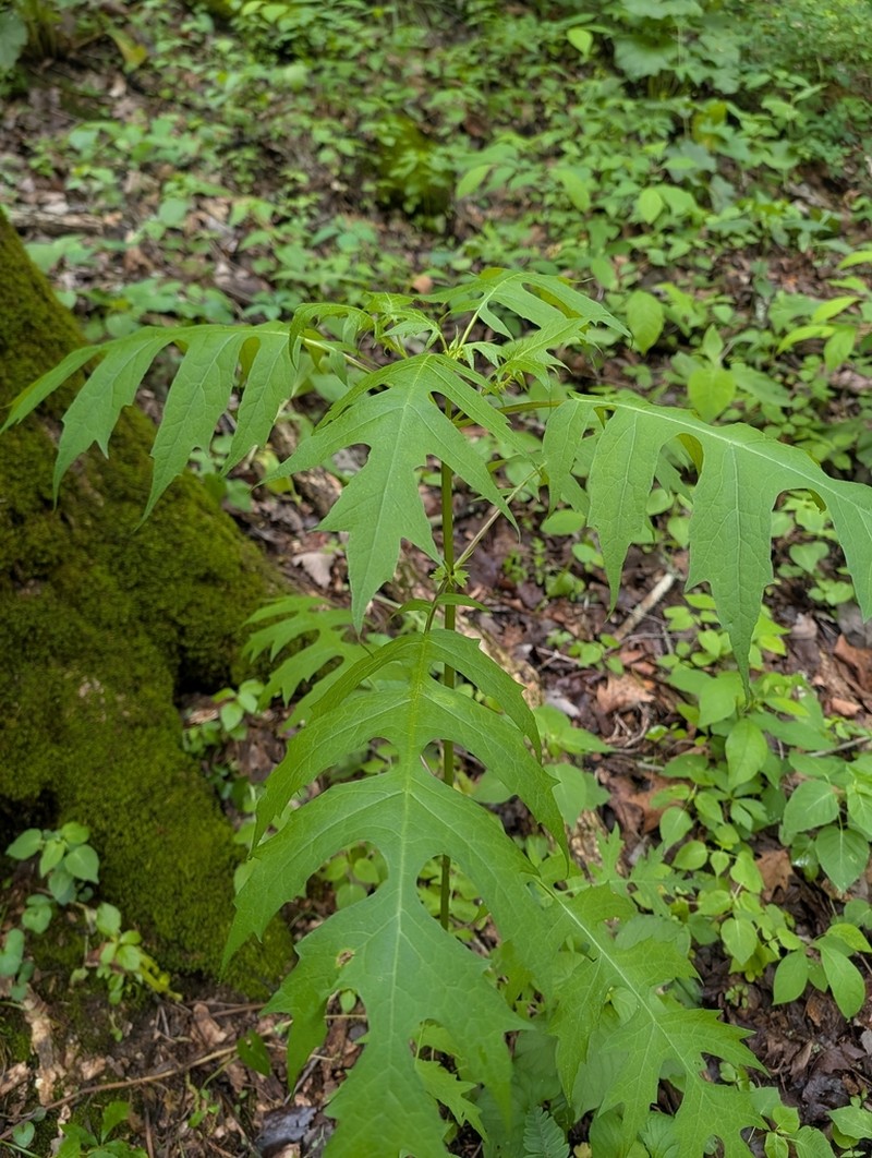 Tennessee Leafcup